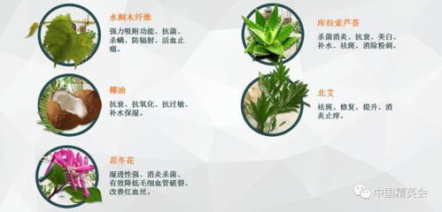 精英產(chǎn)品 潔洛仕水桐木纖維潔面絲 只需一片,代替洗面奶卸妝水